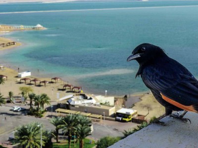 Dead Sea - an observer on the parapet, 2014