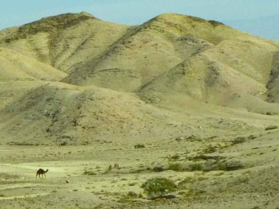 Camel in dessert on road to Dead Sea