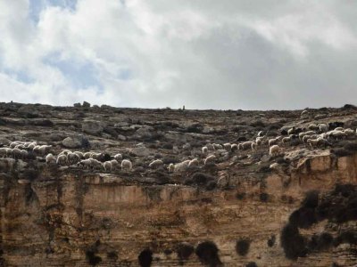 Sheep herded along the mountain edge, 2012