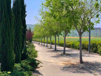 Bike path, HaHashmonaim Ave, 4/2023