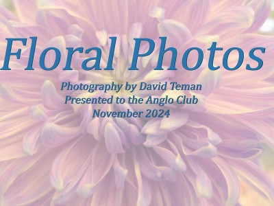 DT64-FloralTitle-©David-Teman