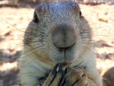 A little critter in the Biblical Zoo, Yerushalaim